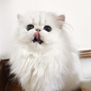 秀秀莉莉玲玲第1-4部
